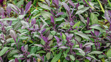 Load image into Gallery viewer, Purple Sage
