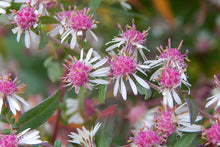 Load image into Gallery viewer, Aster &#39;Lady in Black&#39;
