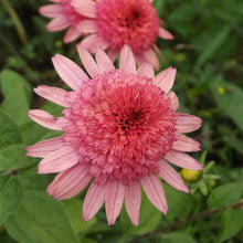 Load image into Gallery viewer, Echinacea &#39;Cone-Fections™ Raspberry Truffle&#39;
