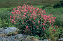 Load image into Gallery viewer, Centranthus ruber
