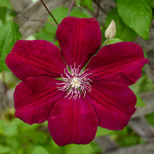Load image into Gallery viewer, Clematis &#39;Red Cardinal&#39;
