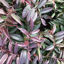 Load image into Gallery viewer, Leucothoe axillaris
