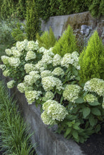 Load image into Gallery viewer, Hydrangea &#39;Little Lime&#39;
