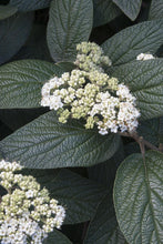 Load image into Gallery viewer, Viburnum &#39;Alleghany&#39;
