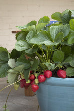 Load image into Gallery viewer, Strawberry &#39;Fresca&#39;
