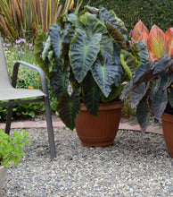 Load image into Gallery viewer, Colocasia 'Royal Hawaiian Aloha' (Elephant Ears)
