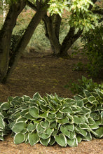 Load image into Gallery viewer, Hosta &#39;Francee&#39;
