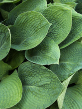 Load image into Gallery viewer, Hosta 'Elegans'
