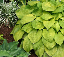 Load image into Gallery viewer, Hosta 'August Moon'
