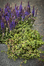 Load image into Gallery viewer, Sedum 'Old Man's Bones'
