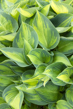 Load image into Gallery viewer, Hosta &#39;June&#39;
