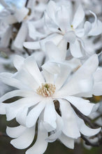 Load image into Gallery viewer, Magnolia 'Royal Star'
