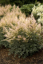 Load image into Gallery viewer, Astilbe &#39;Hennie Graafland&#39;

