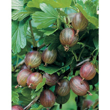 Load image into Gallery viewer, Gooseberry &#39;Pixwell&#39;
