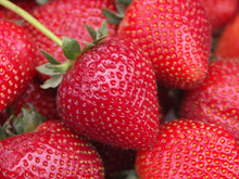 Load image into Gallery viewer, Strawberry &#39;Fresca&#39;

