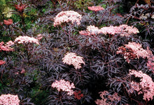 Load image into Gallery viewer, Sambucus &#39;Black Lace&#39;
