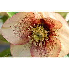 Load image into Gallery viewer, Helleborus &#39;Apricot Blush&#39;
