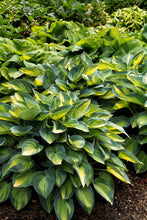 Load image into Gallery viewer, Hosta &#39;June&#39;
