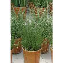 Load image into Gallery viewer, Juncus &#39;Twisted Arrows&#39;
