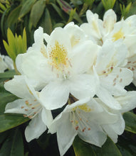 Load image into Gallery viewer, Rhododendron &#39;Chionoides&#39;
