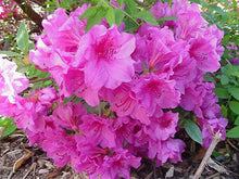Load image into Gallery viewer, Azalea 'Herbert'
