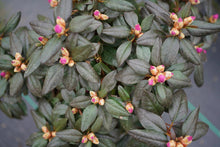 Load image into Gallery viewer, Rhododendron 'Black Hat'
