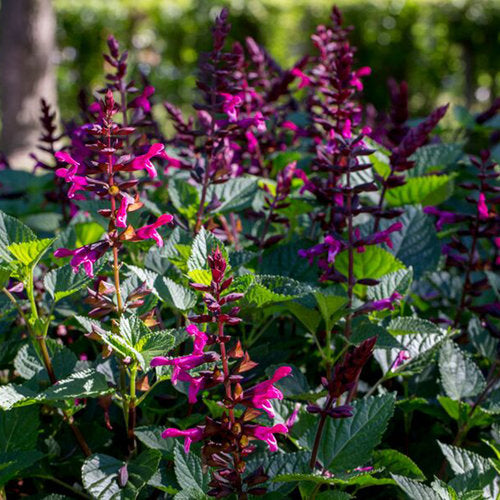 Salvia 'Rockin' Fuchsia'