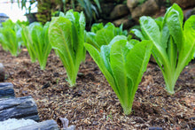 Load image into Gallery viewer, Lettuce &#39;Romaine&#39; - 6 pack
