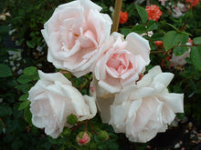 Load image into Gallery viewer, Rose 'New Dawn'
