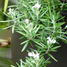 Load image into Gallery viewer, Rosemary 'Creeping'
