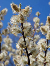 Load image into Gallery viewer, Salix discolor (Pussy Willow)

