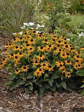 Load image into Gallery viewer, Rudbeckia &#39;Little Goldstar&#39;
