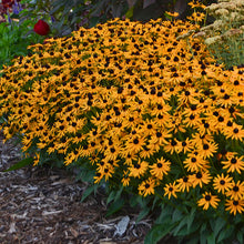 Load image into Gallery viewer, Rudbeckia &#39;Little Goldstar&#39;
