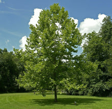 Load image into Gallery viewer, American Sycamore
