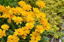 Load image into Gallery viewer, Coreopsis &#39;Presto&#39;
