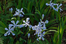 Load image into Gallery viewer, Iris cristata &#39;Powder Blue Giant&#39;
