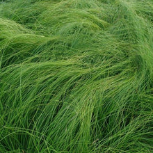 Load image into Gallery viewer, Carex appalachica
