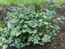 Load image into Gallery viewer, Brunnera &#39;Sea Heart&#39;
