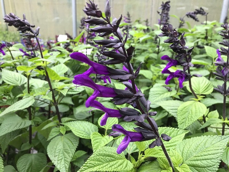 Salvia 'Rockin Deep Purple'