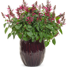 Load image into Gallery viewer, Salvia &#39;Rockin&#39; Fuchsia&#39;

