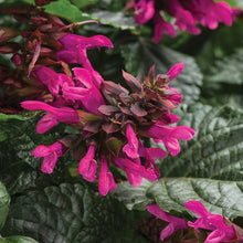 Load image into Gallery viewer, Salvia &#39;Rockin&#39; Fuchsia&#39;
