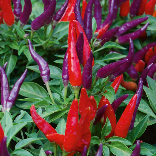 Ornamental Pepper 'Sangria'