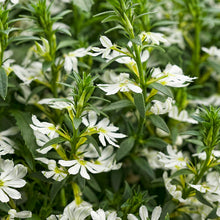 Load image into Gallery viewer, Scaevola
