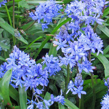 Load image into Gallery viewer, Scilla &#39;Litardierei&#39;
