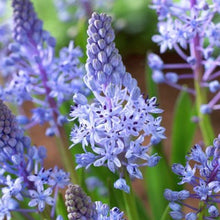 Load image into Gallery viewer, Scilla &#39;Litardierei&#39;
