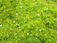 Load image into Gallery viewer, Sagina &#39;Scotch Moss&#39;
