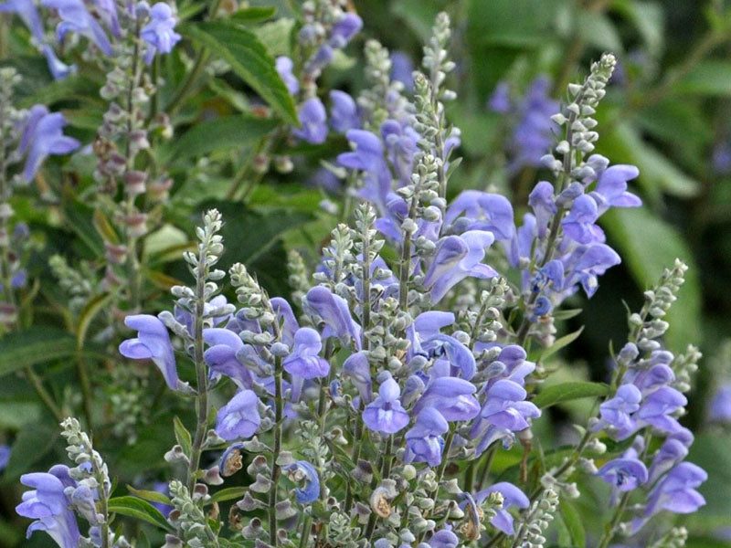 Scutellaria incana