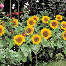 Load image into Gallery viewer, Sunflower &#39;Big Smile&#39;
