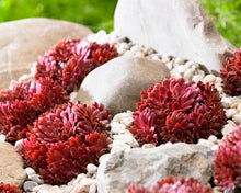 Load image into Gallery viewer, Sempervivum 'Coral Red'
