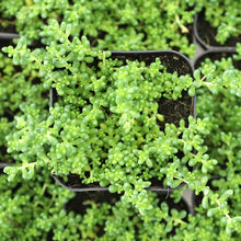 Load image into Gallery viewer, Sedum 'Baby Tears'

